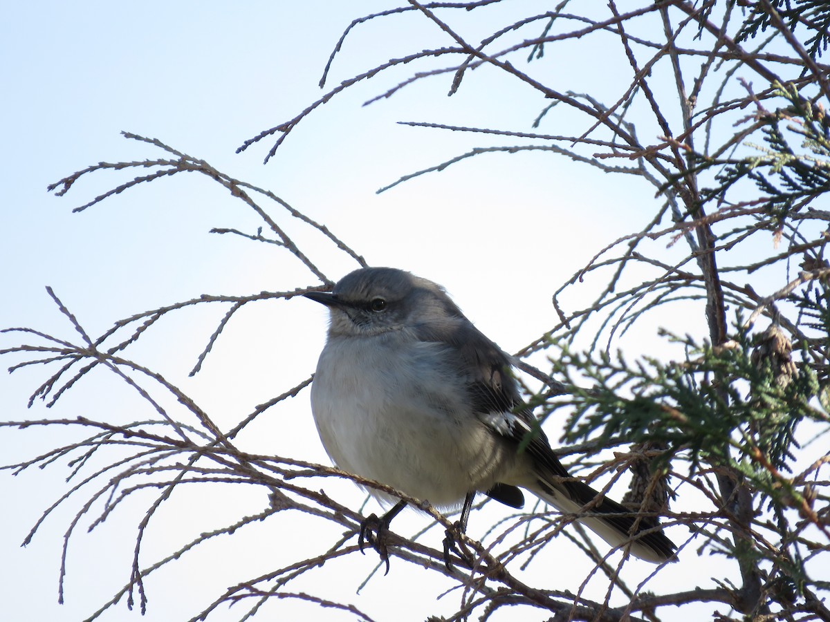 Northern Mockingbird - ML89043901