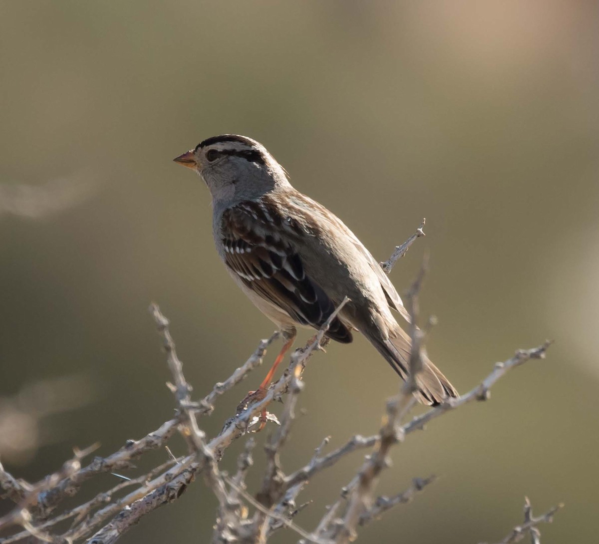 White-crowned Sparrow - ML89045231