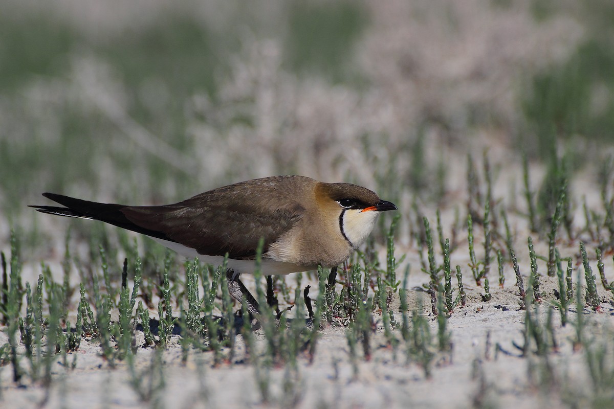 Black-winged Pratincole - Oleksandr Nastachenko