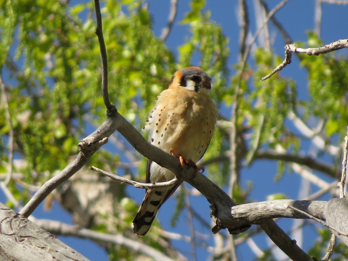 American Kestrel - ML89046061