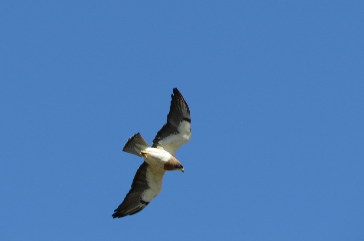 Swainson's Hawk - ML89046261