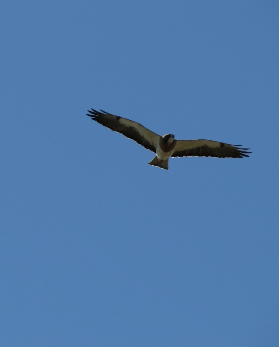 Swainson's Hawk - ML89046271