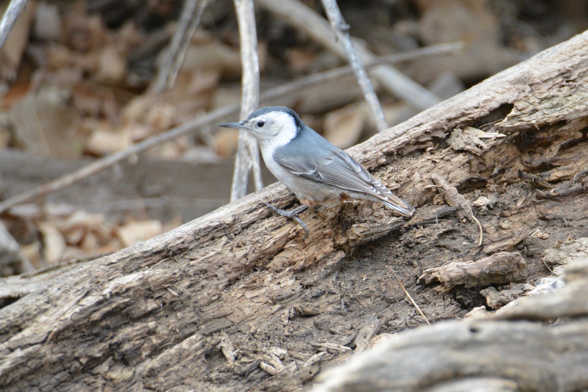 White-breasted Nuthatch - ML89046611