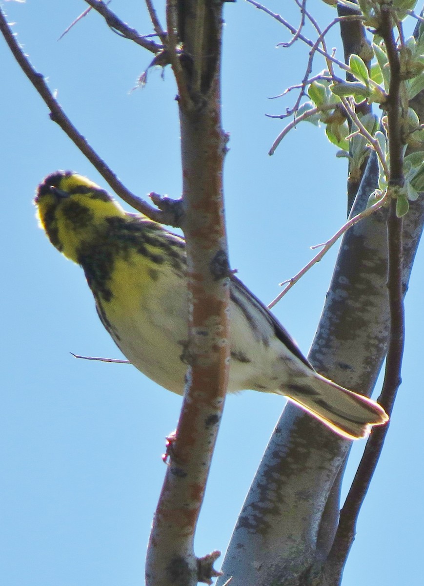 Townsend's Warbler - ML89046621