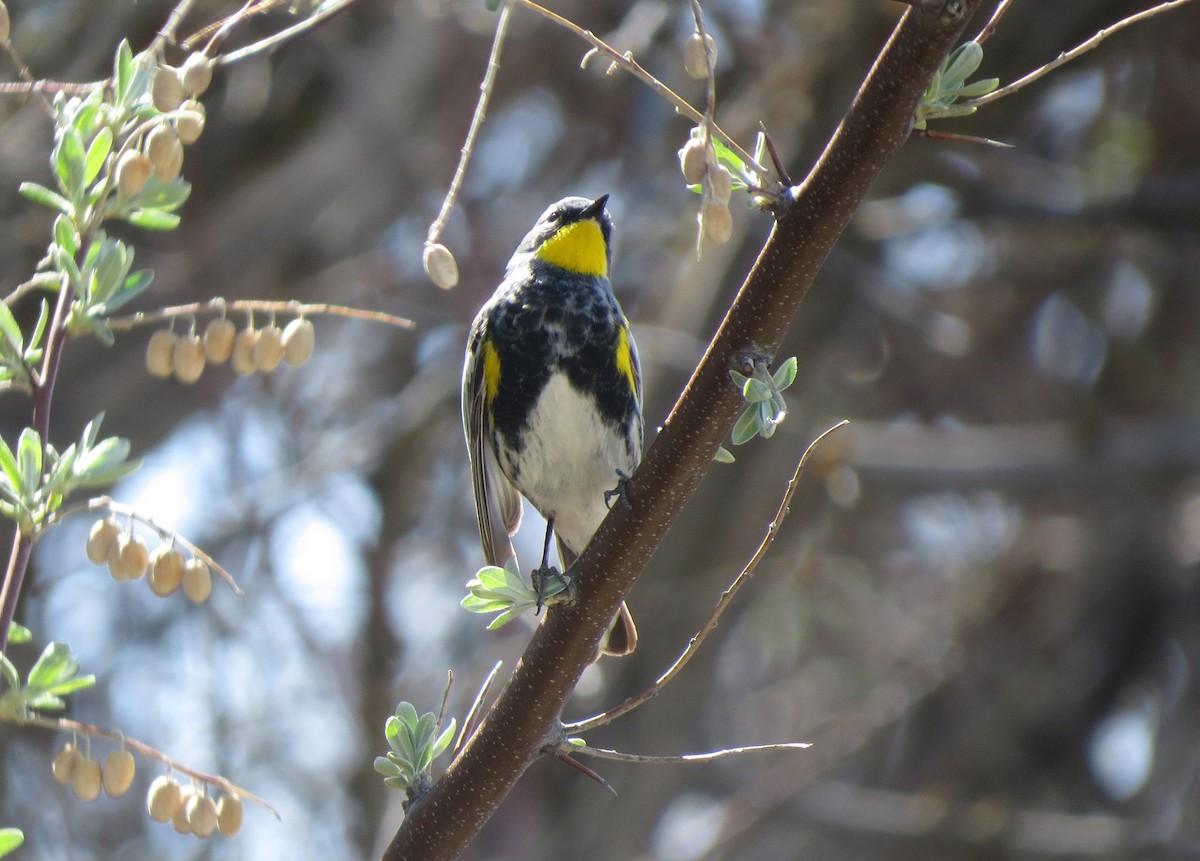 Yellow-rumped Warbler - ML89046631