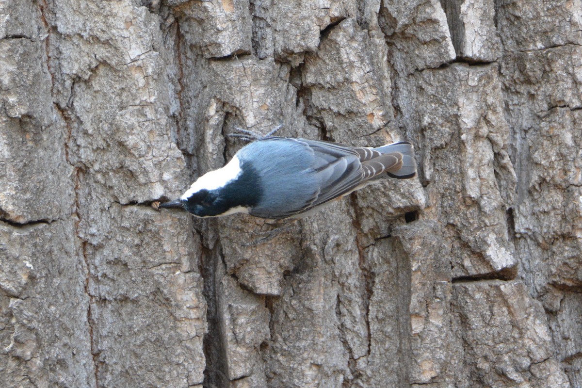 White-breasted Nuthatch - ML89046641