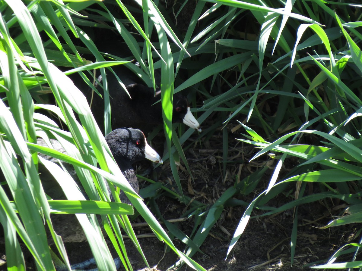 American Coot (Red-shielded) - ML89046841