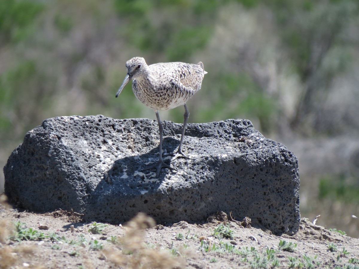 Willet - ML89046891