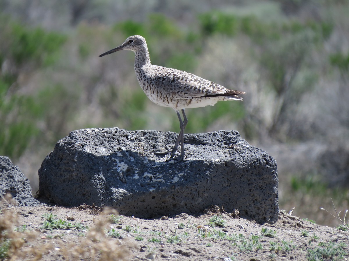 Willet - ML89046901