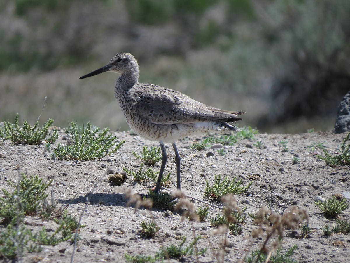 Willet - ML89046911