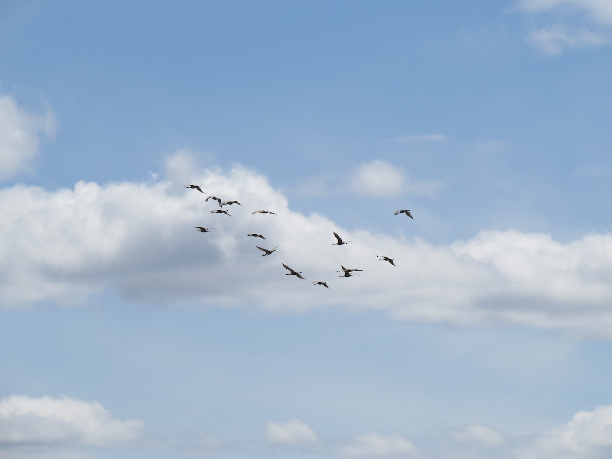 Sandhill Crane - ML89046921