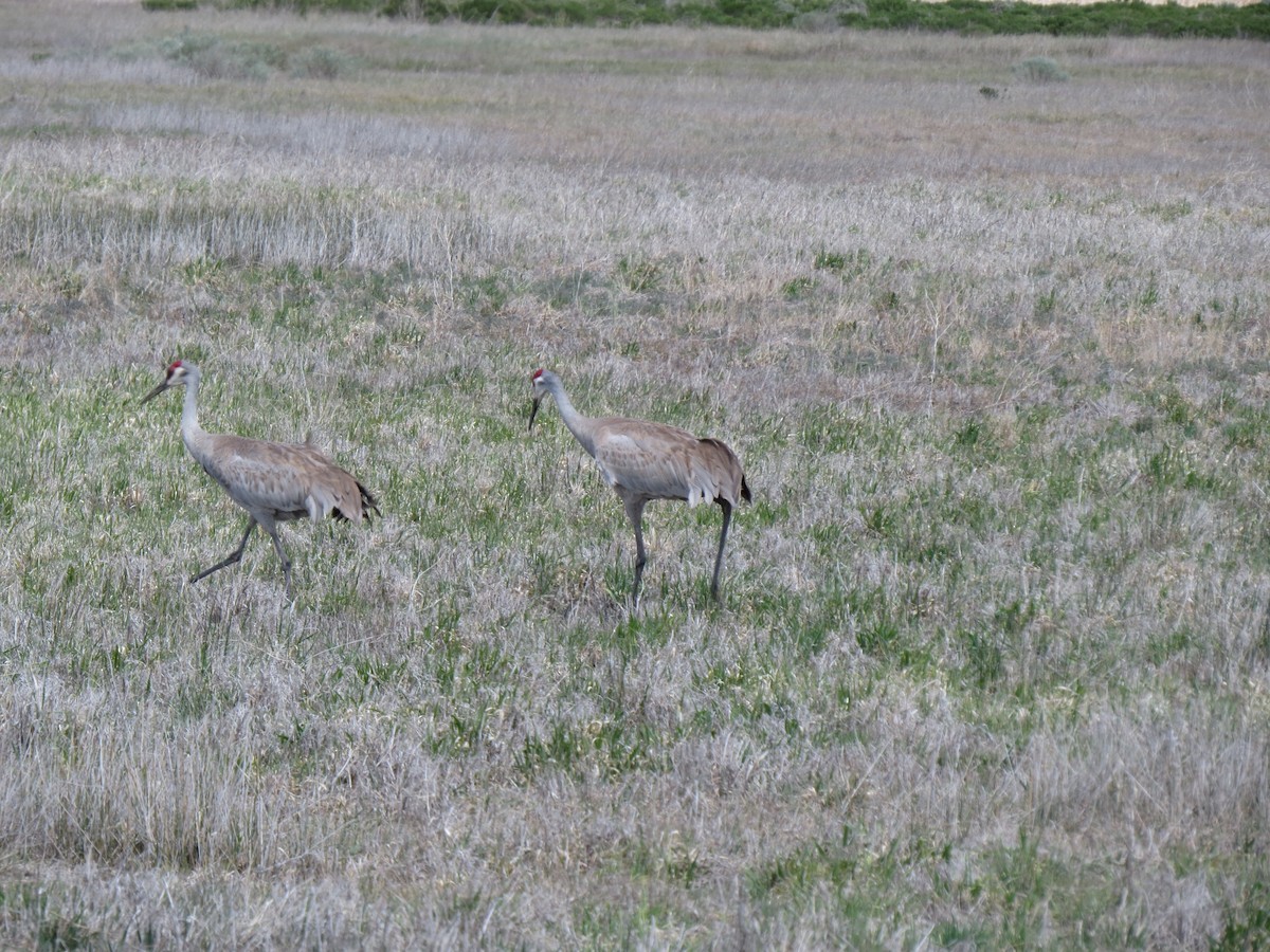 Sandhill Crane - ML89046951