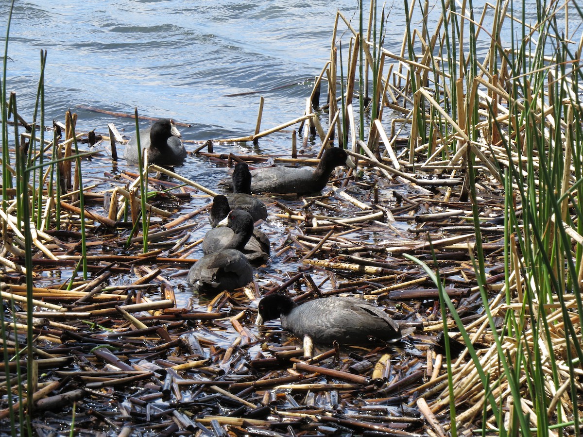 American Coot (Red-shielded) - ML89046991