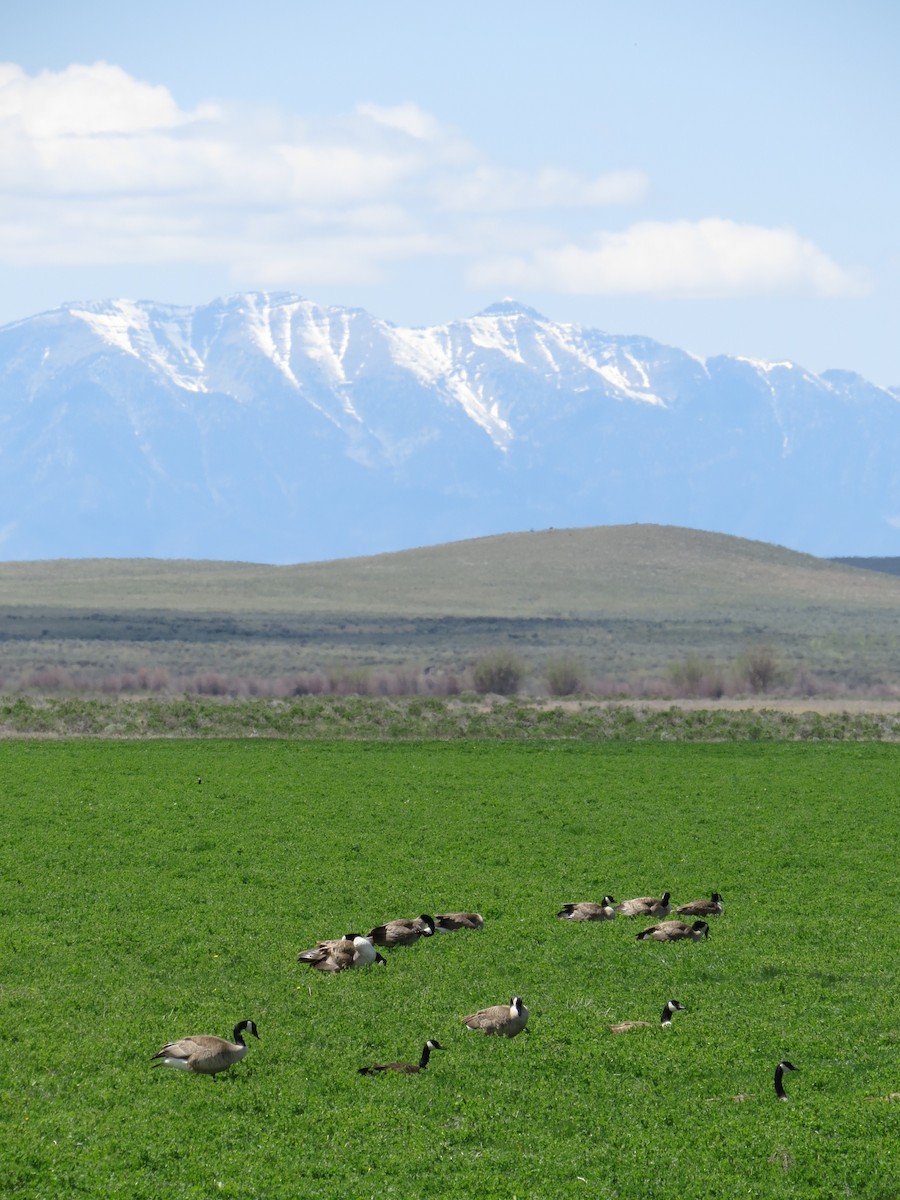 Canada Goose - ML89047021