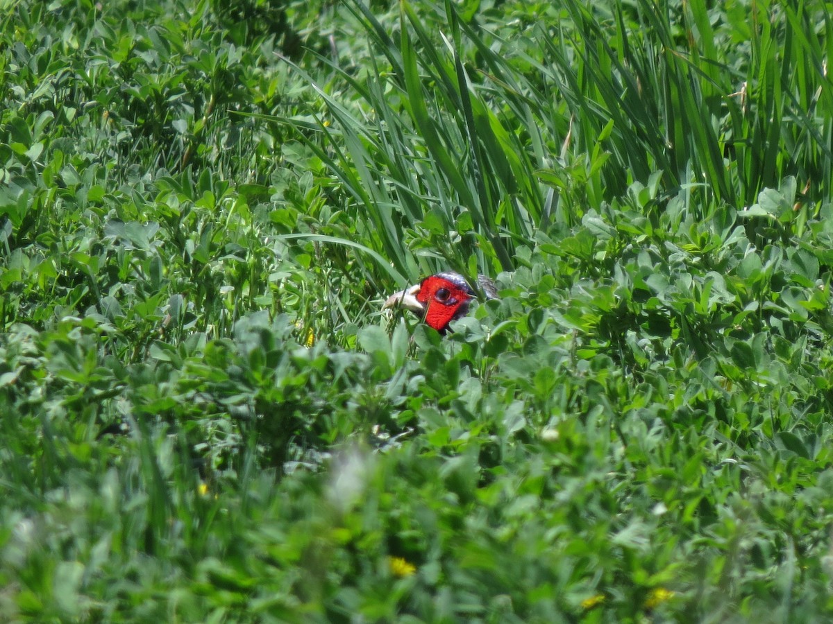 Ring-necked Pheasant - ML89047111