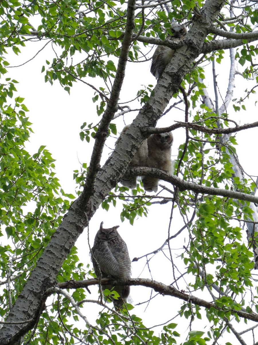 Great Horned Owl - Marya Moosman