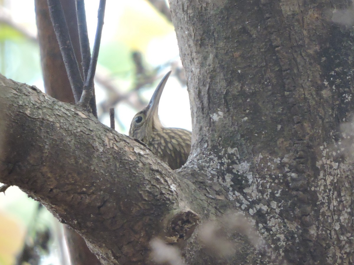 Cocoa Woodcreeper - ML89047411