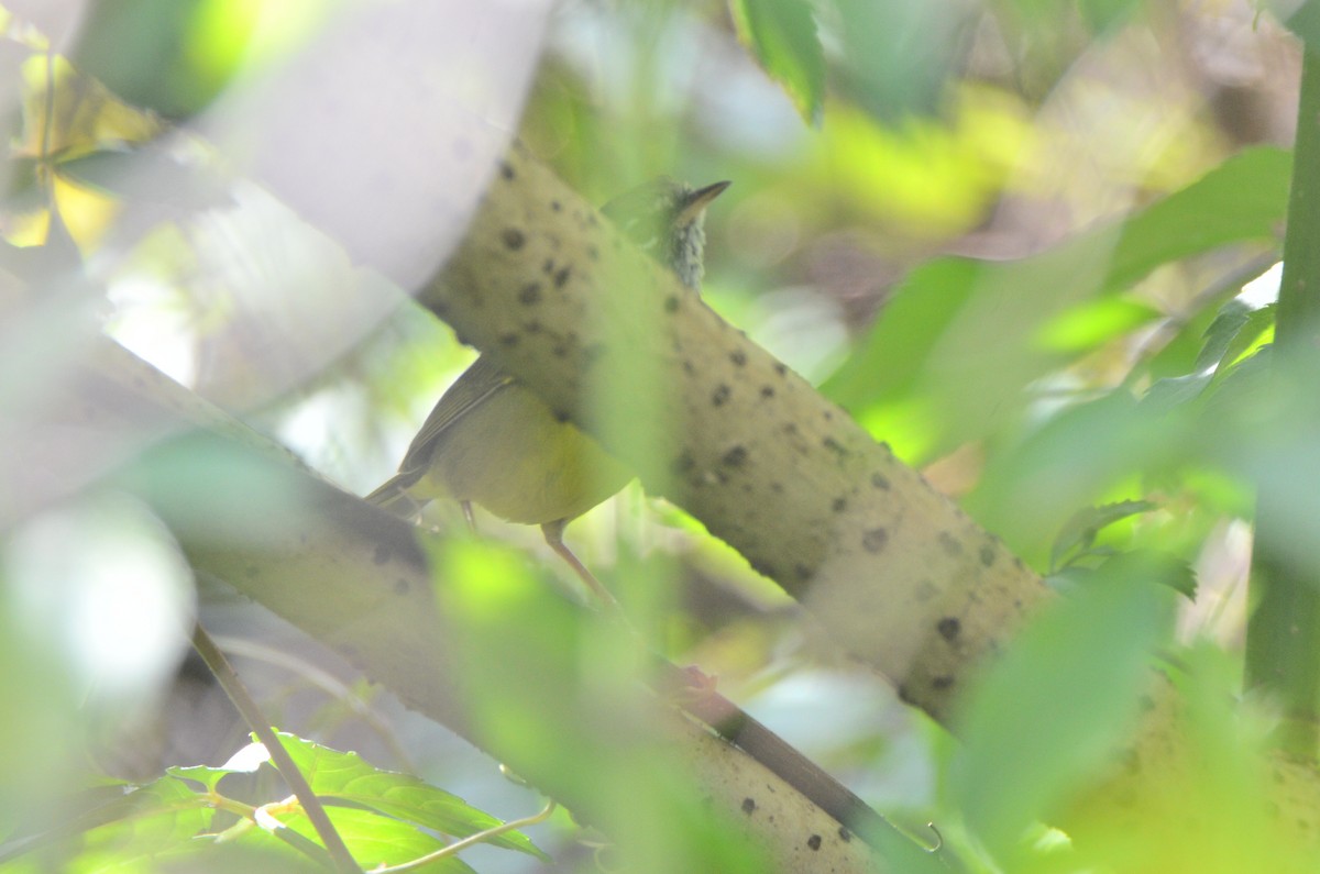 Dickichtwaldsänger - ML89048111