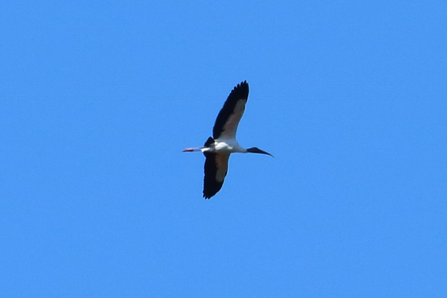 Wood Stork - ML89048541