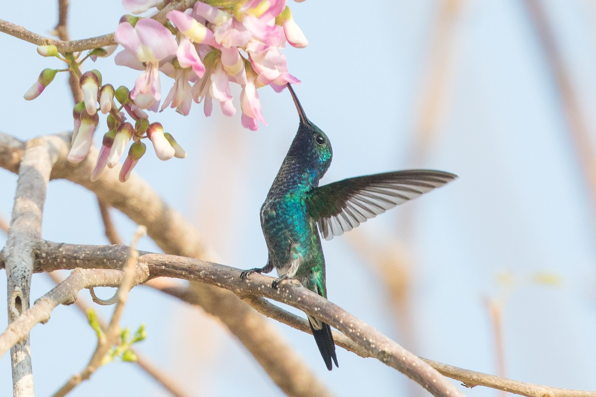 Sapphire-bellied Hummingbird - Cory Gregory