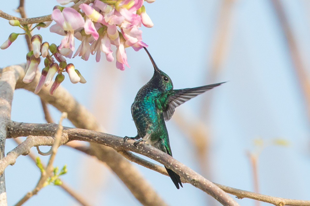 Sapphire-bellied Hummingbird - ML89049111