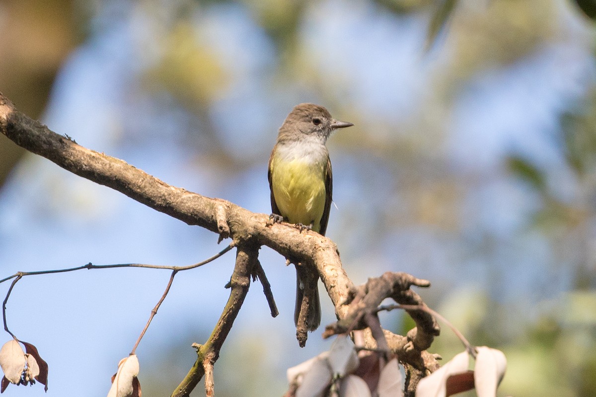 Panama Flycatcher - ML89049461