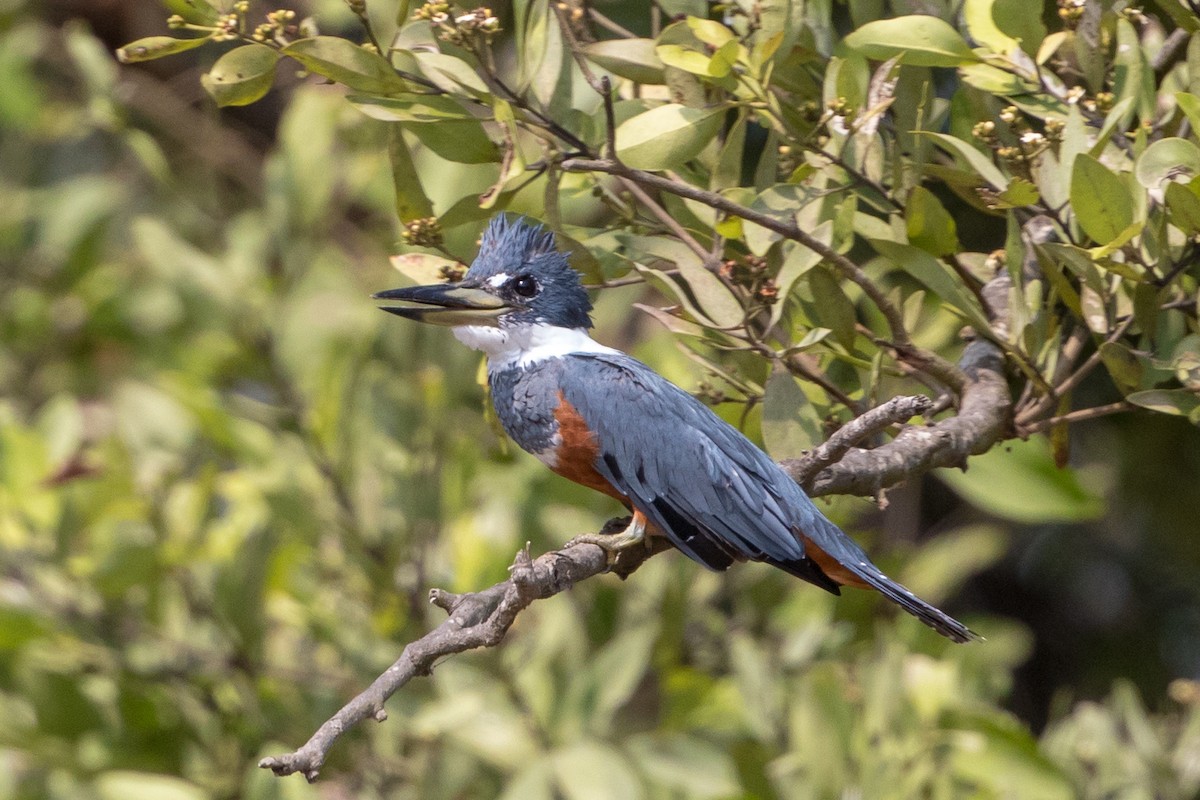 Ringed Kingfisher - Cory Gregory