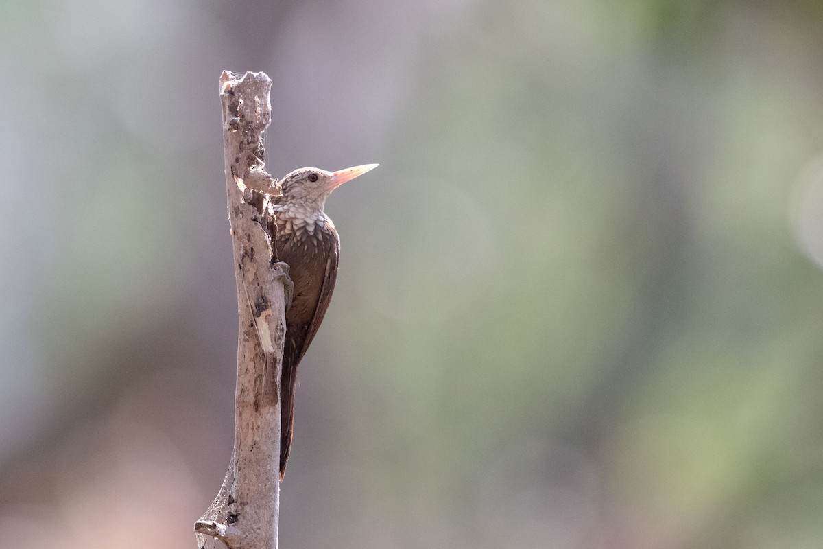 Straight-billed Woodcreeper - ML89049531