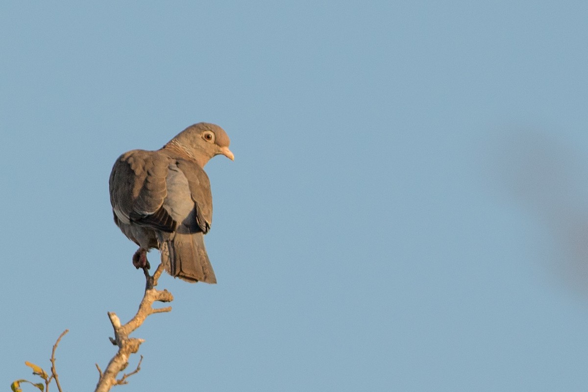 Bare-eyed Pigeon - ML89050231