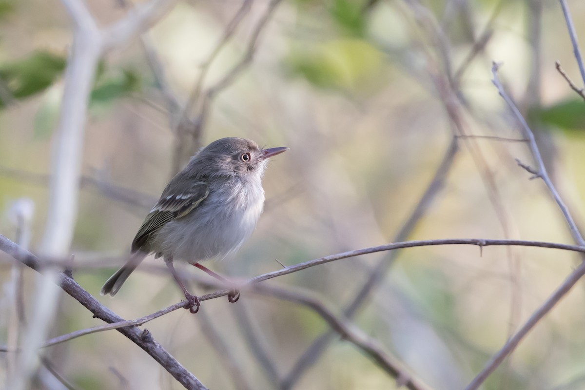 Pearly-vented Tody-Tyrant - ML89050331