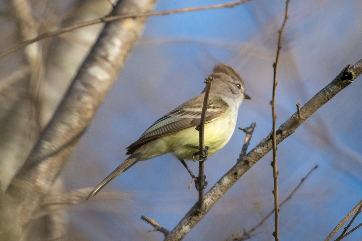 Northern Scrub-Flycatcher - ML89050351