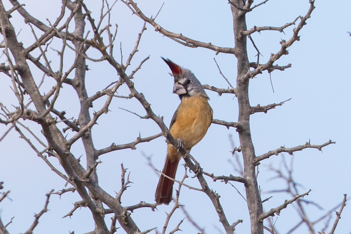 Cardinal vermillon - ML89050401