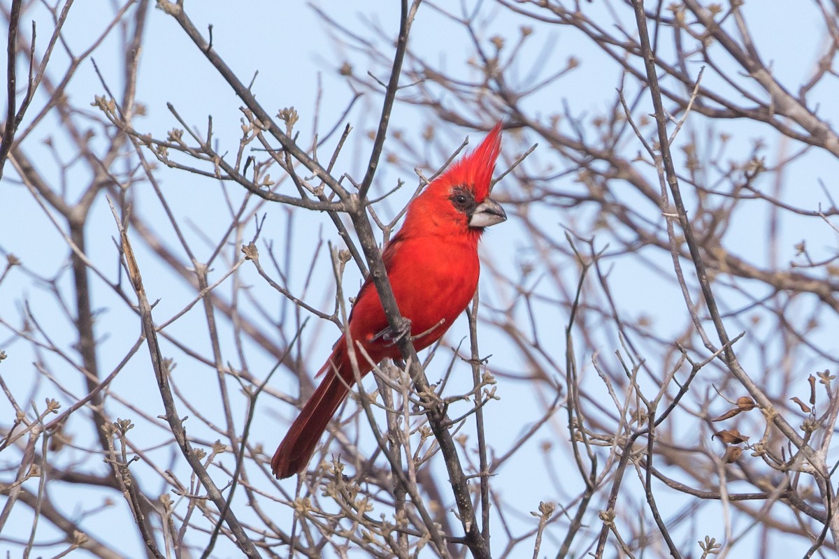 Cardinal vermillon - ML89050441