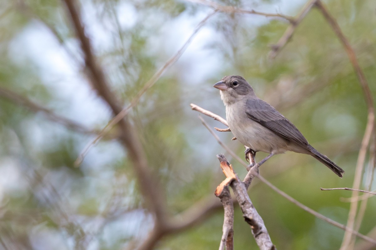 Pileated Finch - ML89050481