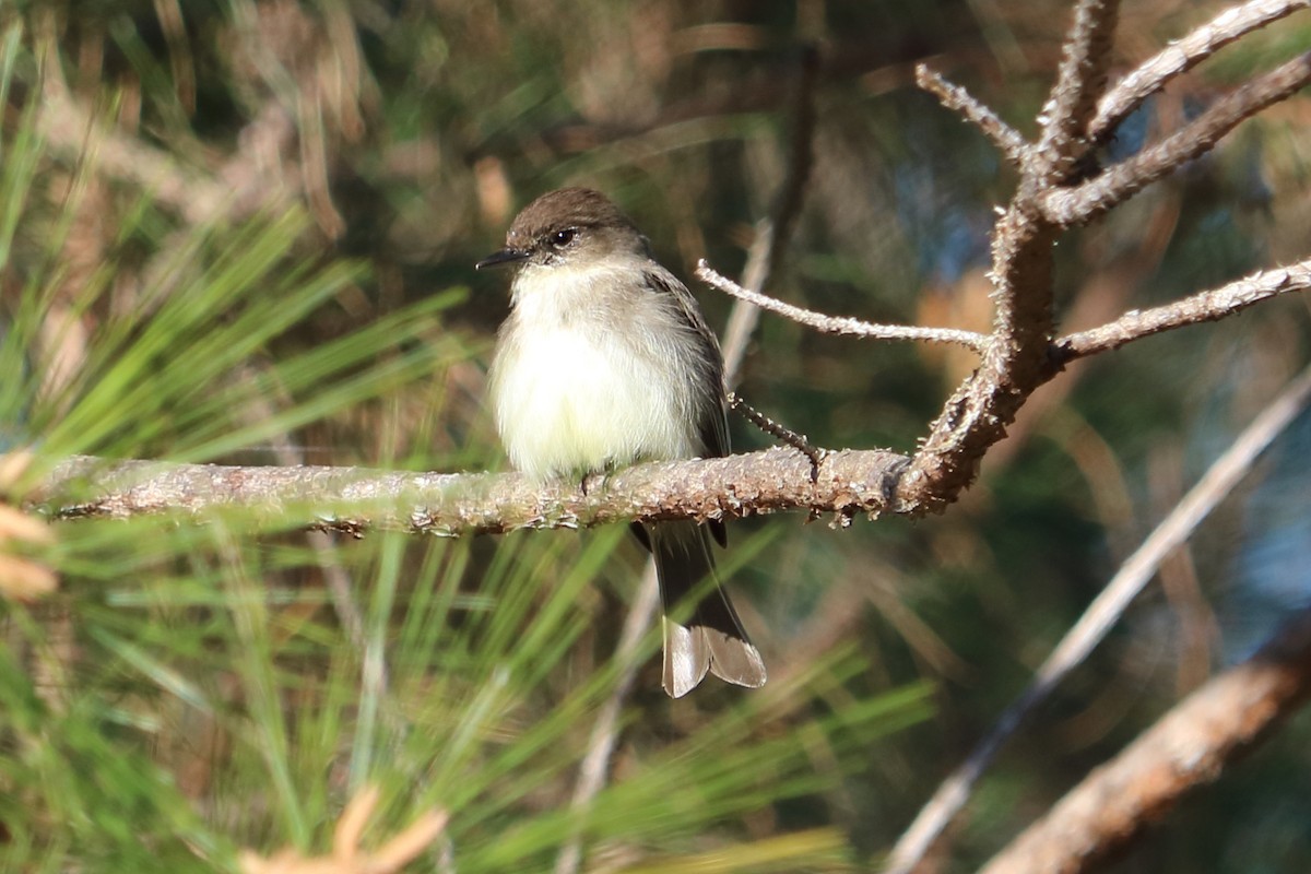 Eastern Phoebe - ML89050491