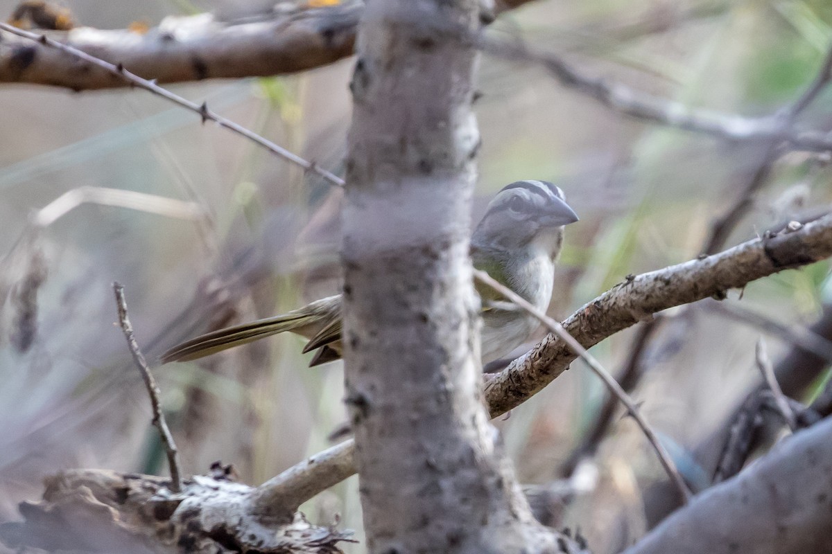 Tocuyo Sparrow - Cory Gregory