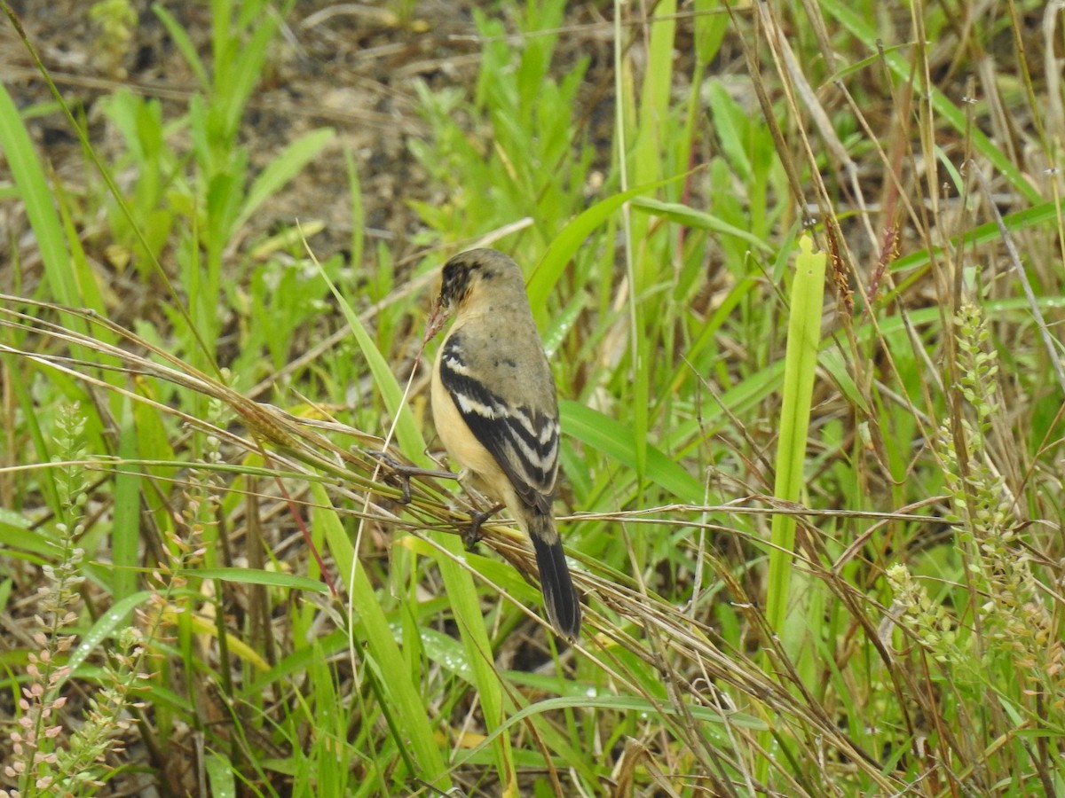 Morelet's Seedeater - Sam Jolly