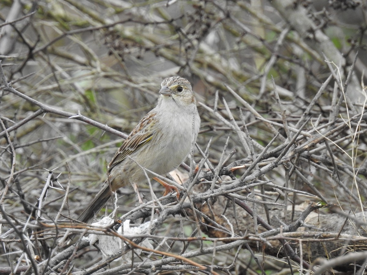 Cassin's Sparrow - ML89051791