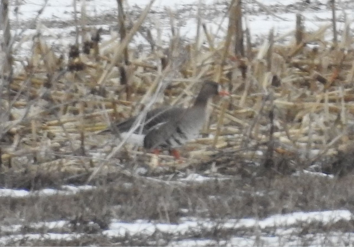 Greater White-fronted Goose - Brian Clegg