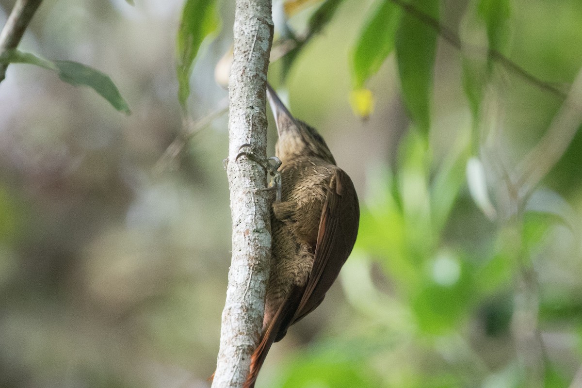 Black-banded Woodcreeper - ML89055331