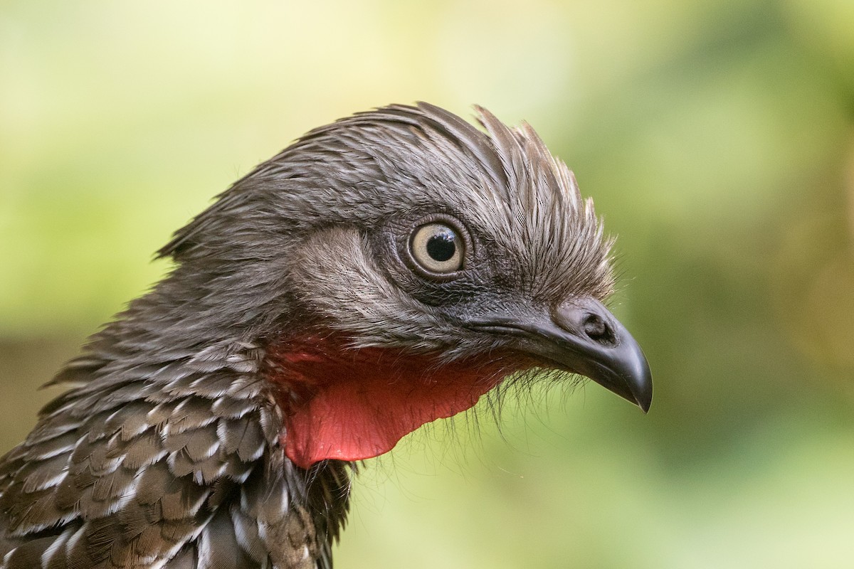 Band-tailed Guan - ML89055751
