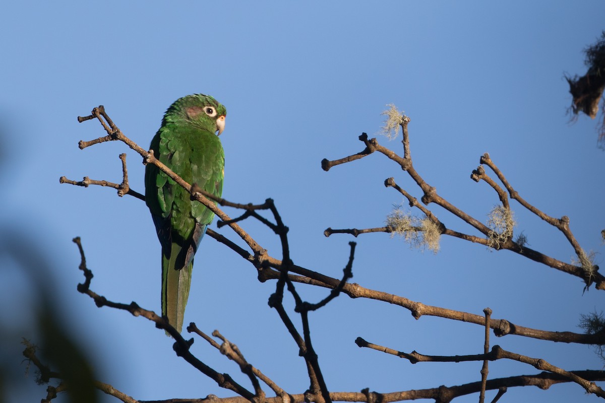 ミドリアカオウロコインコ - ML89058931