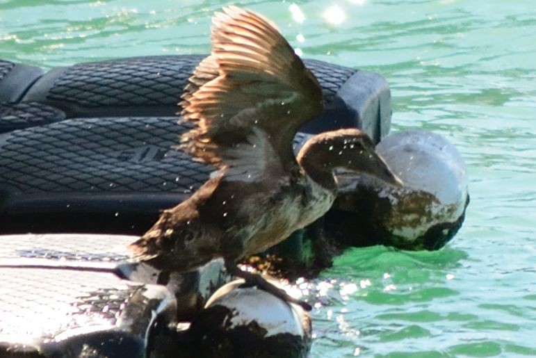 Common Eider - ML89059951