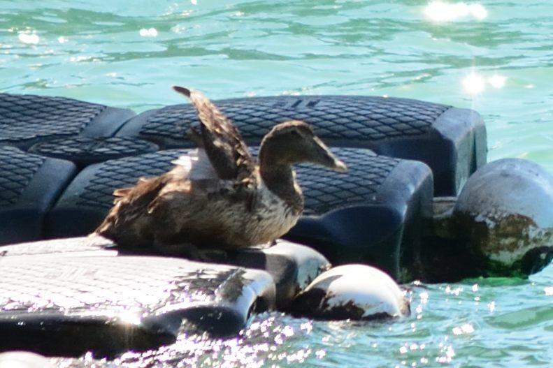 Common Eider - ML89059991