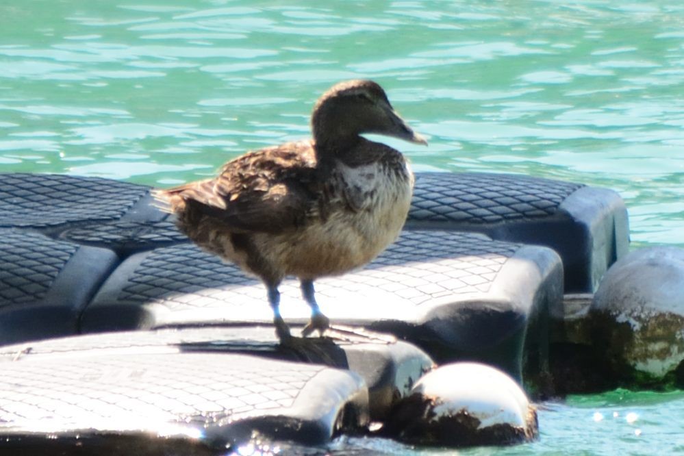 Common Eider - ML89060091