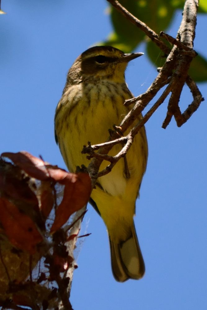 Palm Warbler (Yellow) - ML89060711