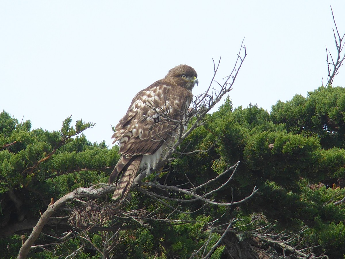 Red-tailed Hawk - ML89061151