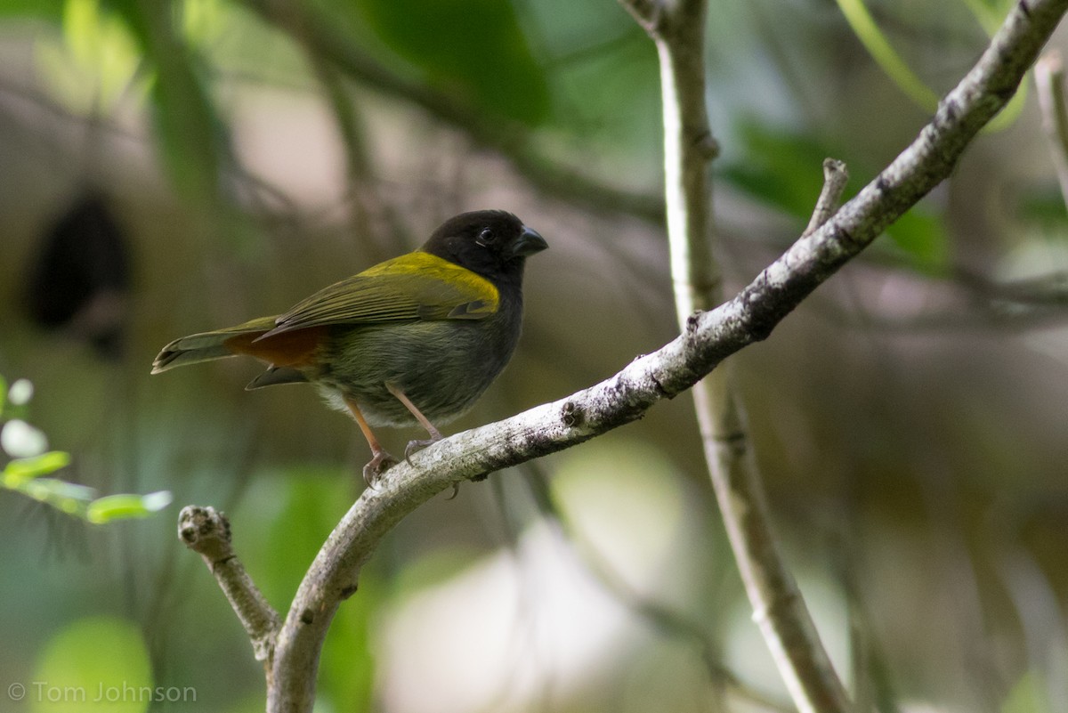 Yellow-shouldered Grassquit - Tom Johnson