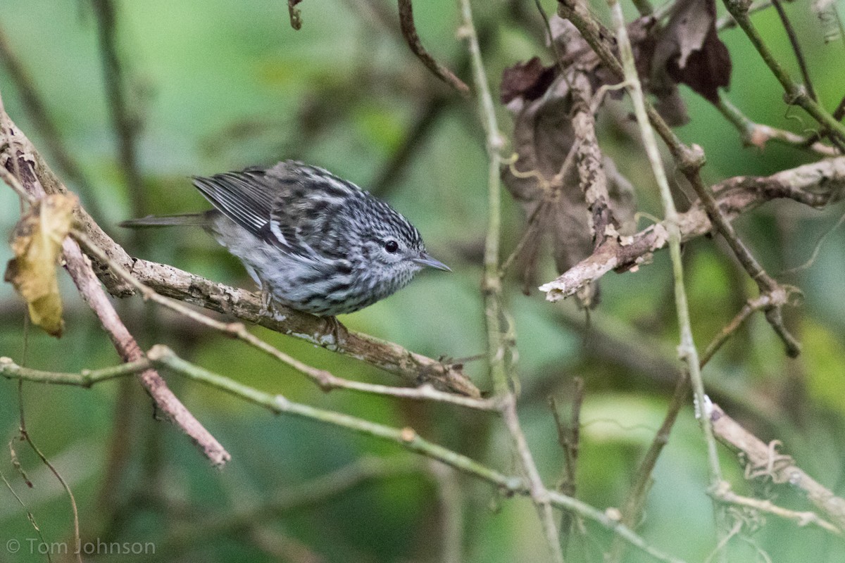 Arrowhead Warbler - Tom Johnson