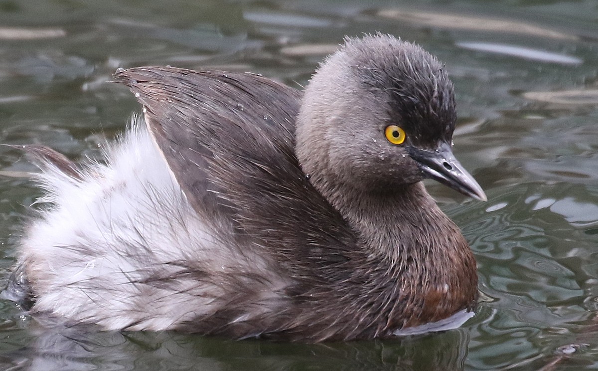 Least Grebe - ML89062101